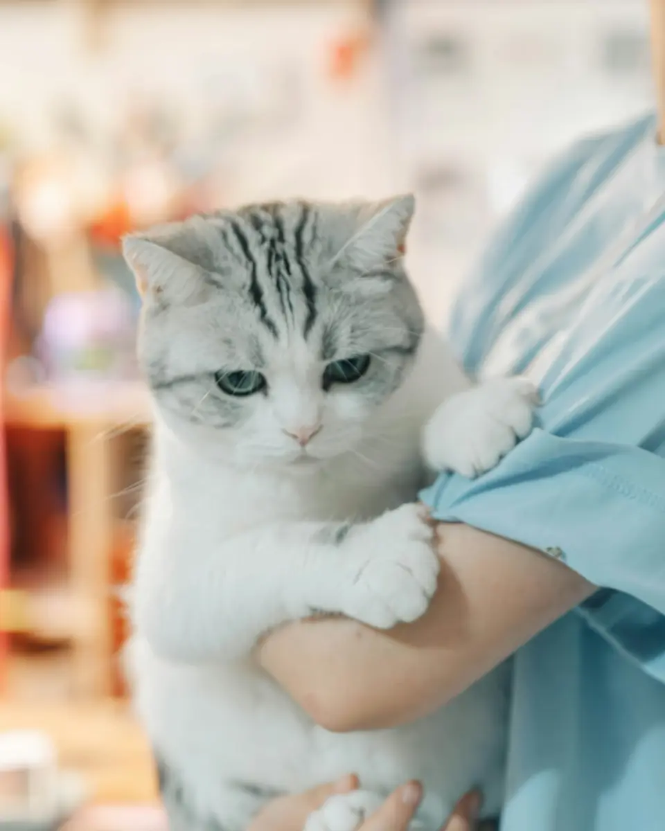 A person in light blue scrubs holding a gray and white cat